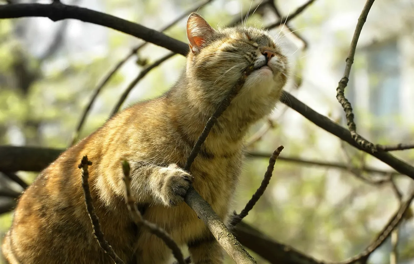 Photo wallpaper cat, tree, branch