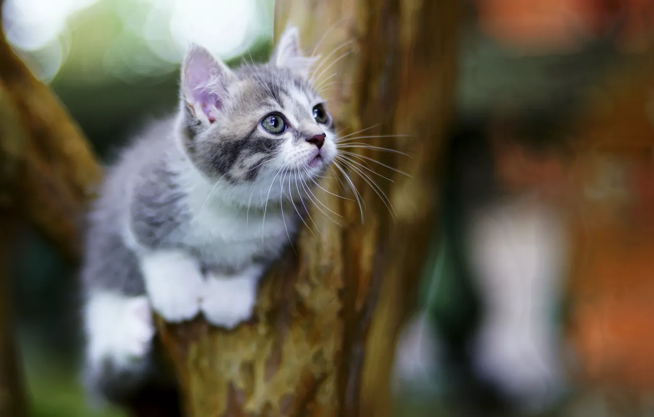 Photo wallpaper background, sweetheart, kitty