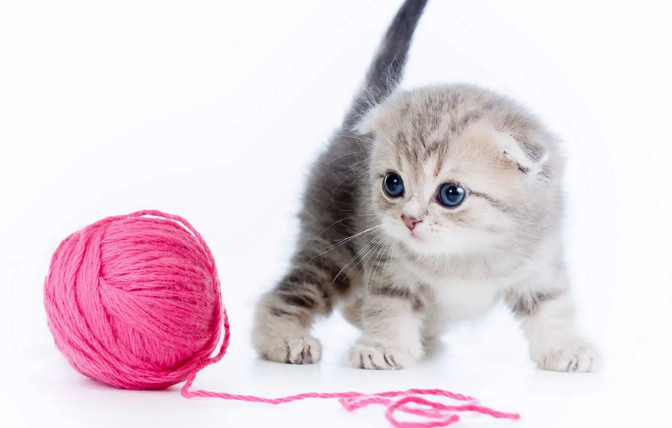 Photo wallpaper tangle, kitty, thread