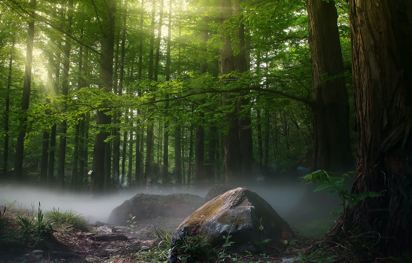 Photo wallpaper greens, forest, summer, light, trees, branches, nature, fog
