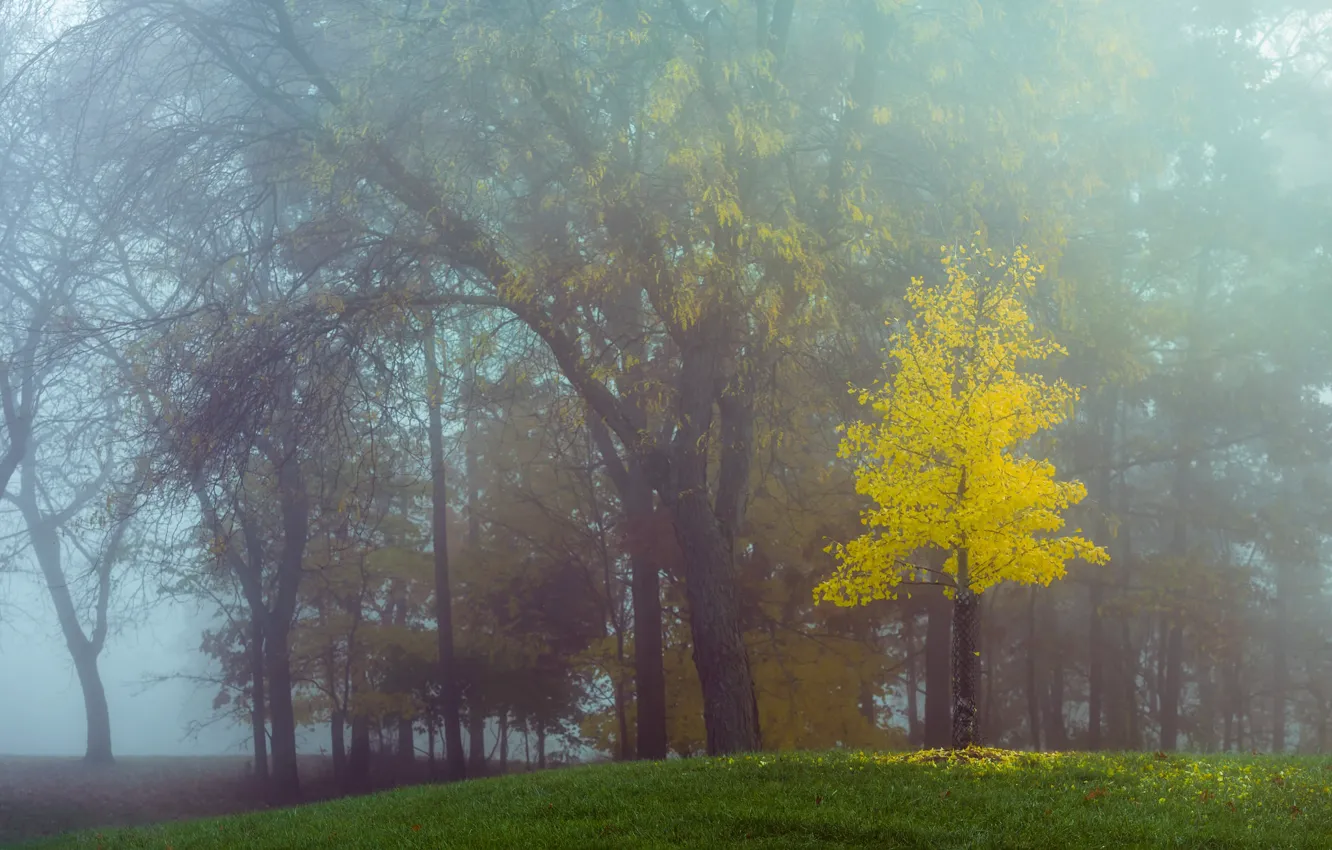 Photo wallpaper autumn, forest, trees, branches, fog, Park, morning, trunk