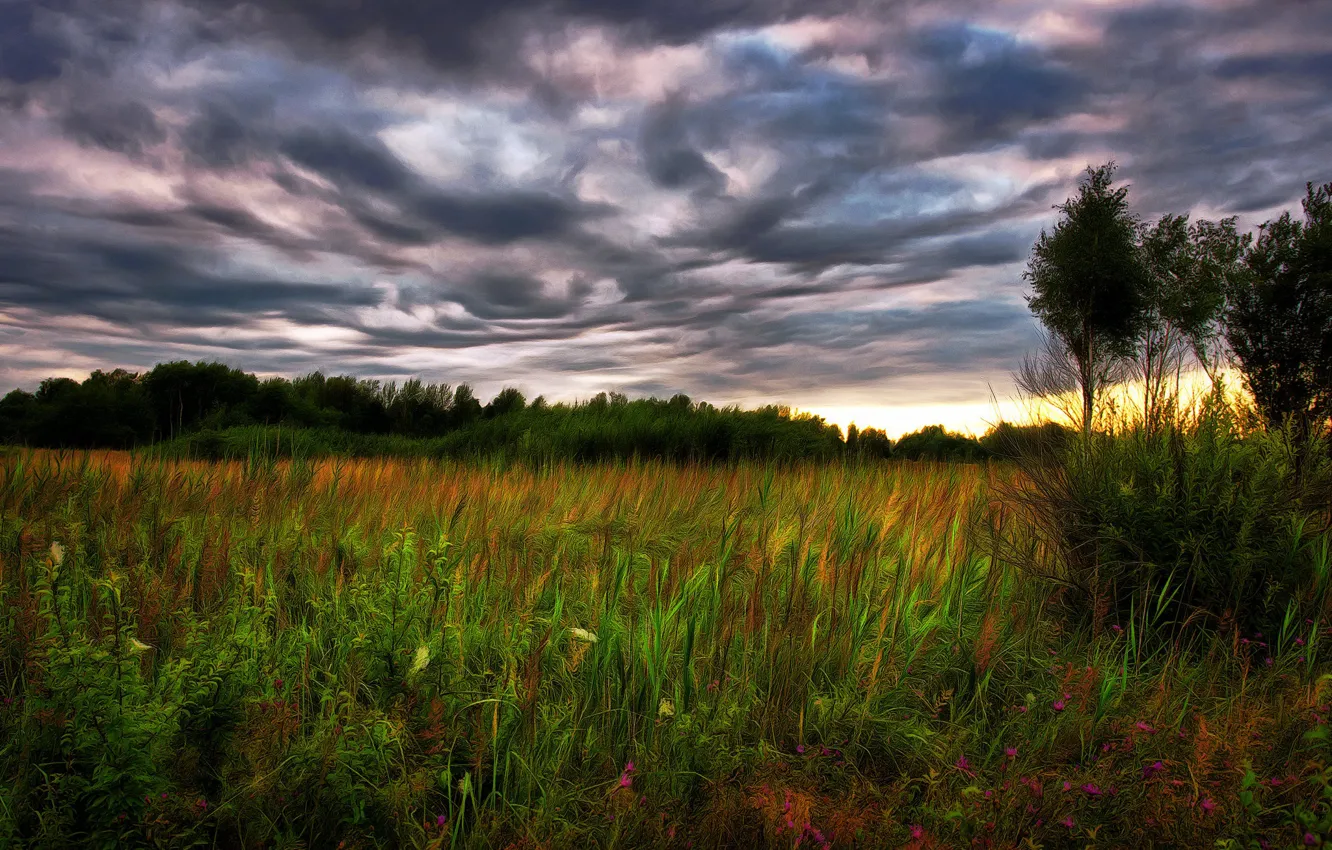 Photo wallpaper summer, grass, sunset, the evening, meadow, digital painting