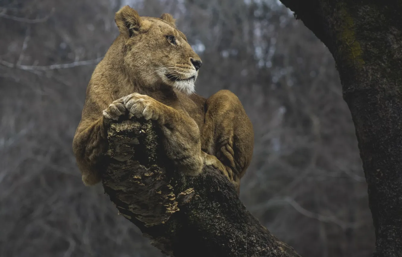 Photo wallpaper Predator, lion, animal, big cat, liones