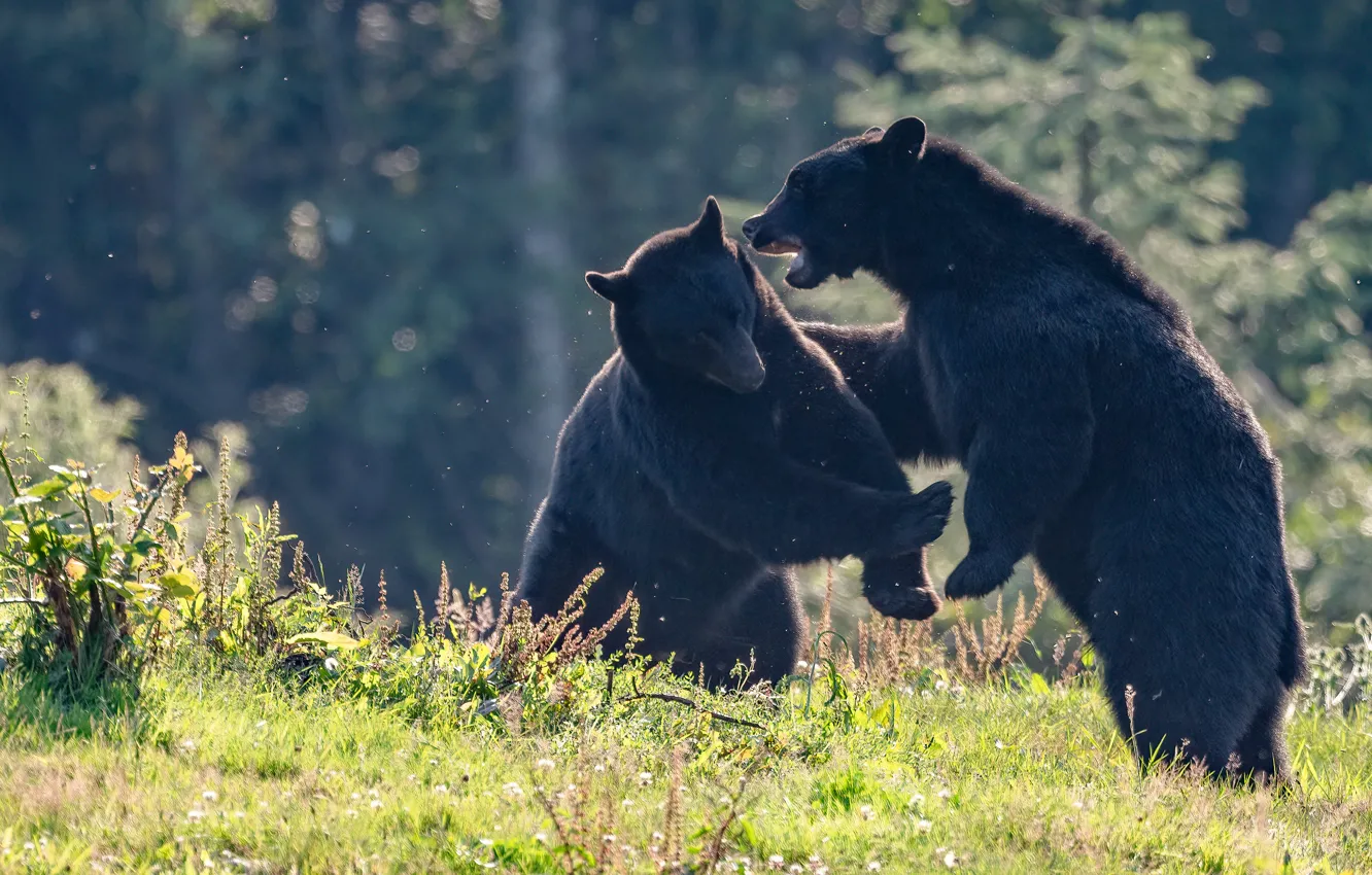 Photo wallpaper forest, summer, light, nature, pose, glade, vegetation, black