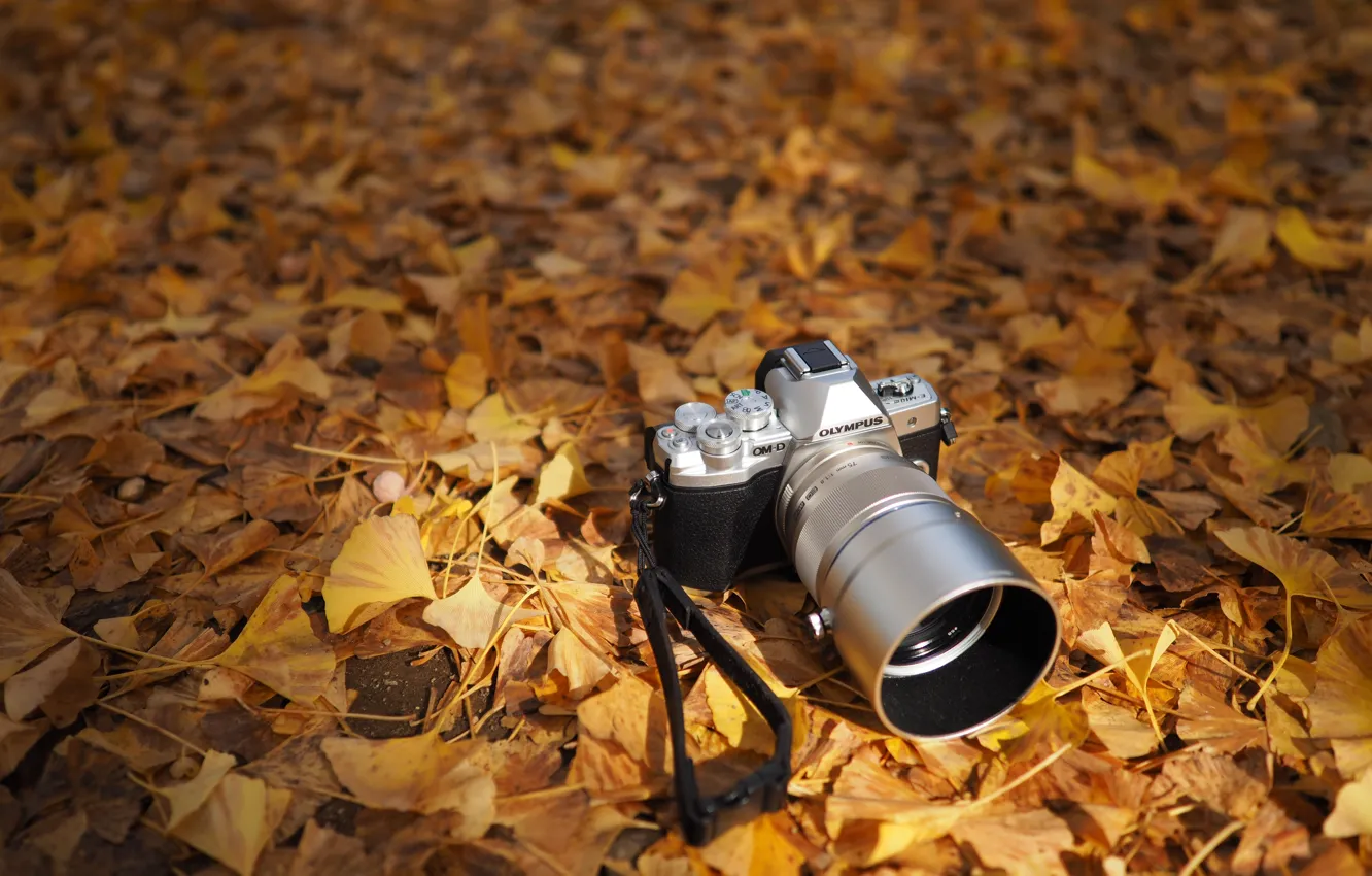 Photo wallpaper autumn, leaves, the camera, Olympus OM-D
