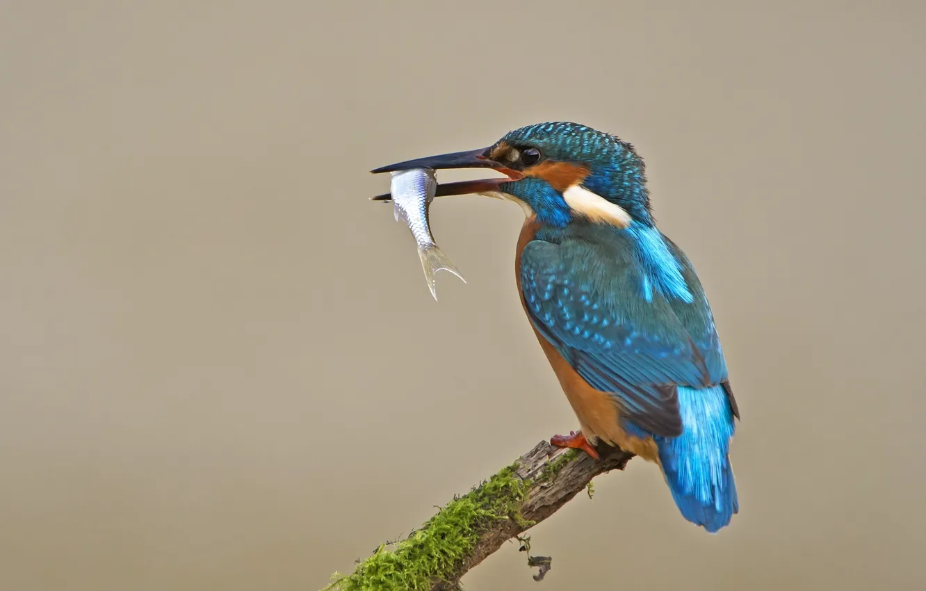 Photo wallpaper bird, fish, Kingfisher, catch