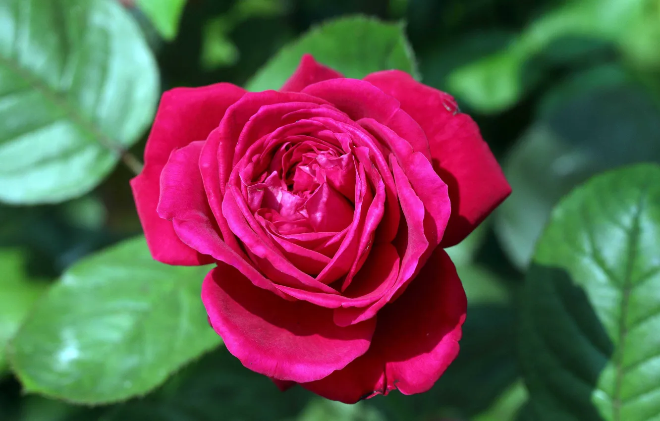 Photo wallpaper leaves, macro, roses, buds