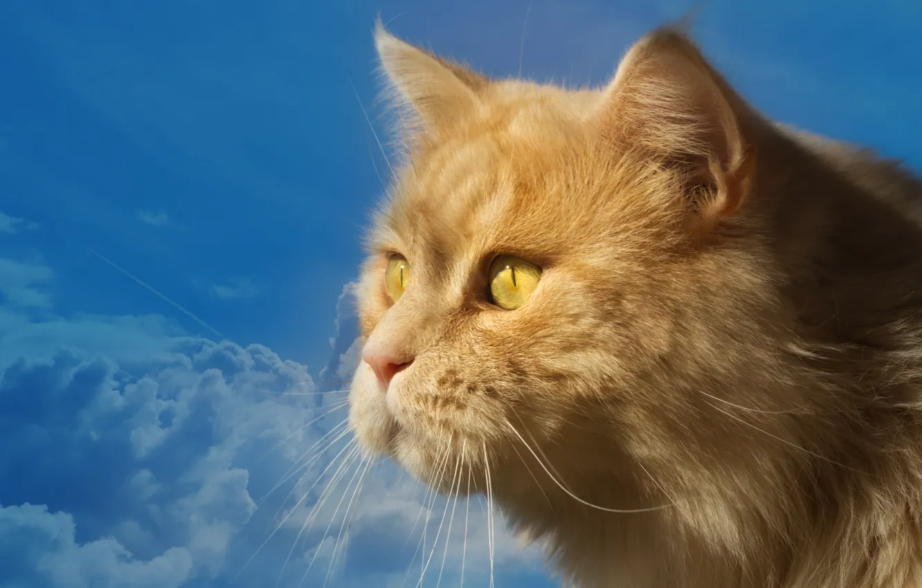 Photo wallpaper the sky, cat, look, blue, portrait, muzzle, profile, red cat