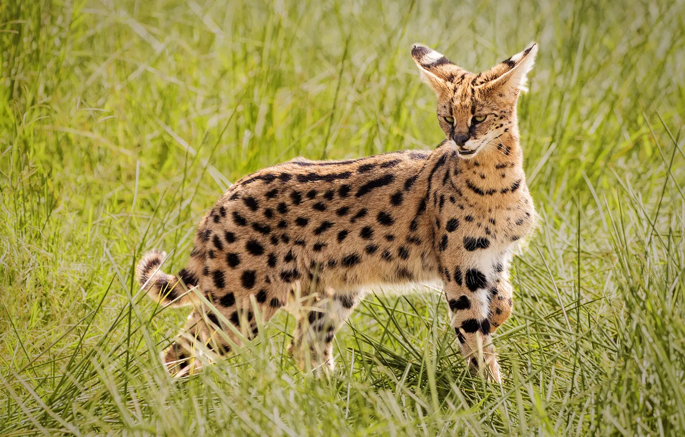 Photo wallpaper field, grass, pose, Serval