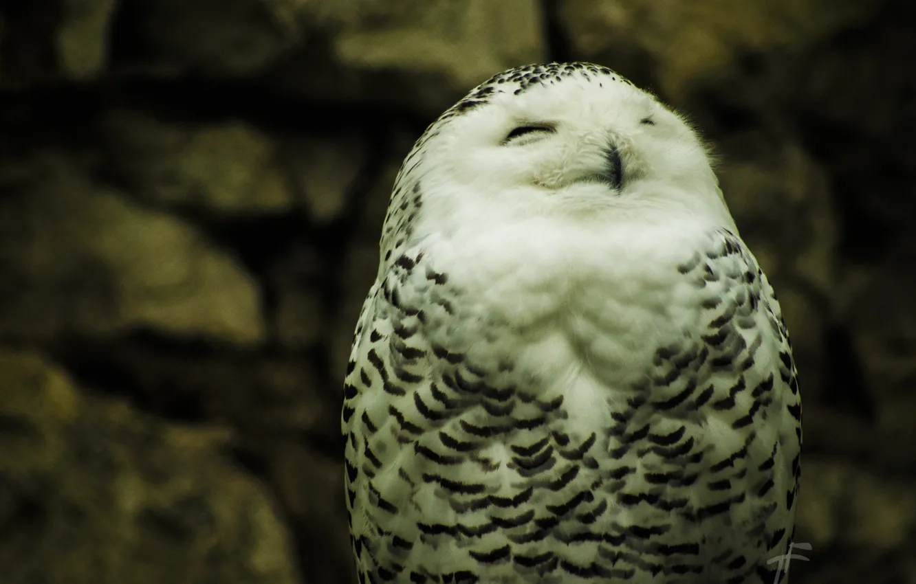 Photo wallpaper white, nature, owl, Wallpaper, white, owl, polar, eyes. feathers