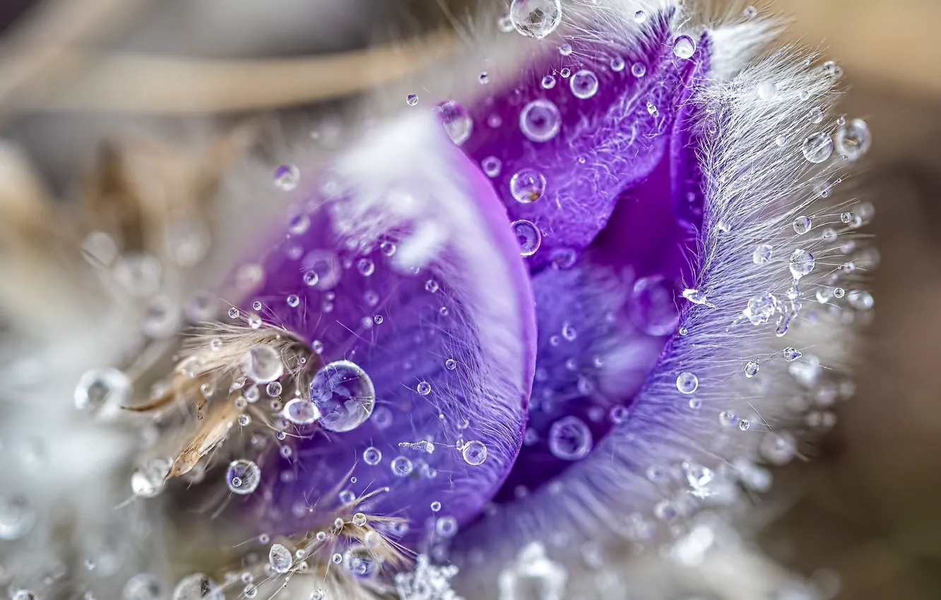Photo wallpaper drops, macro, flowers, spring, lilac, cross