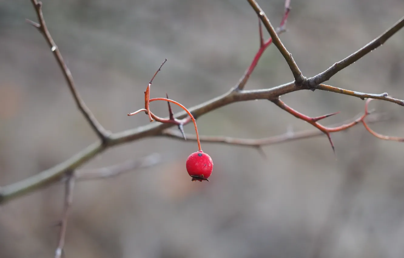 Photo wallpaper branches, nature, berries