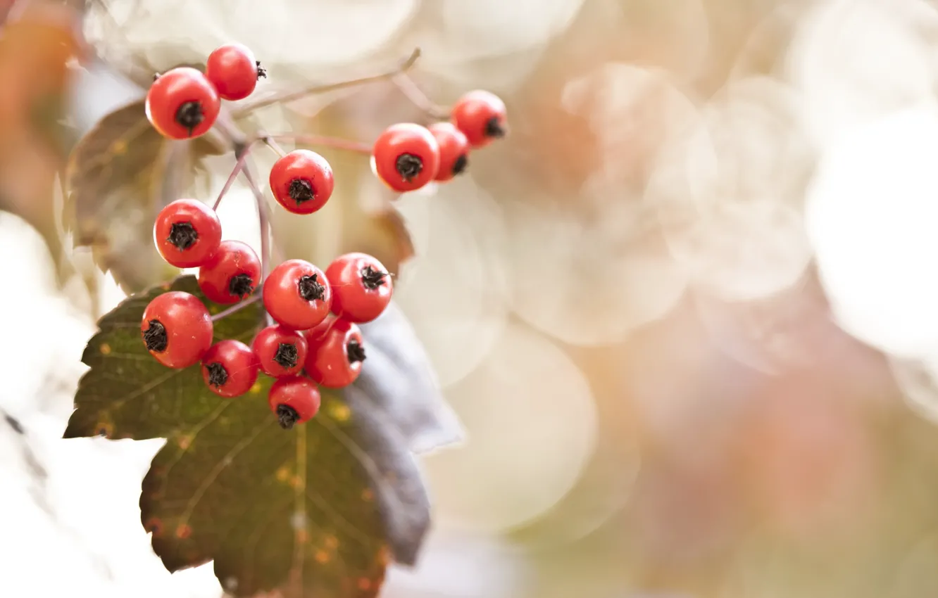 Photo wallpaper nature, berries, background