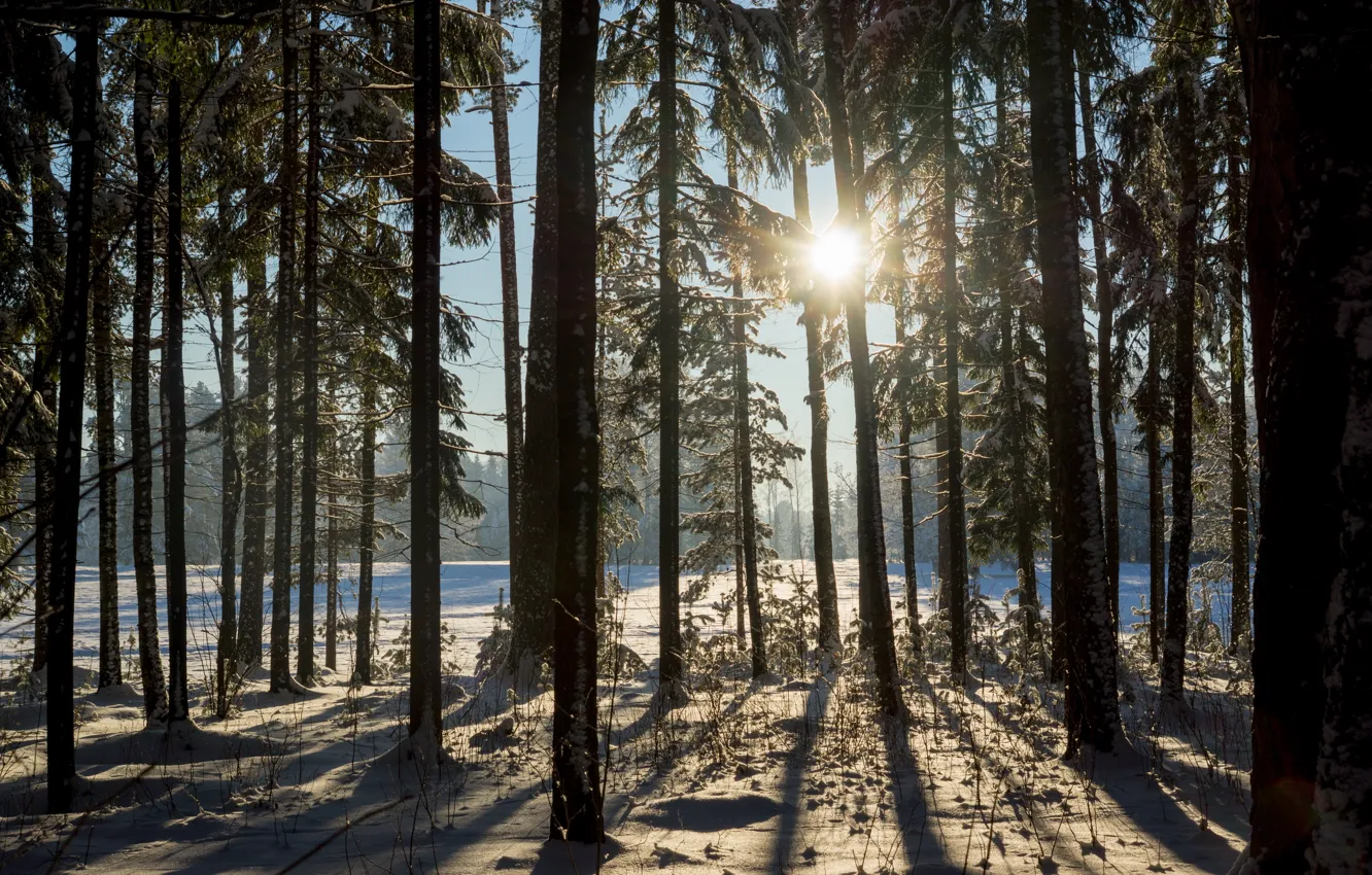 Photo wallpaper winter, snow, trees, morning, Pavlovsk