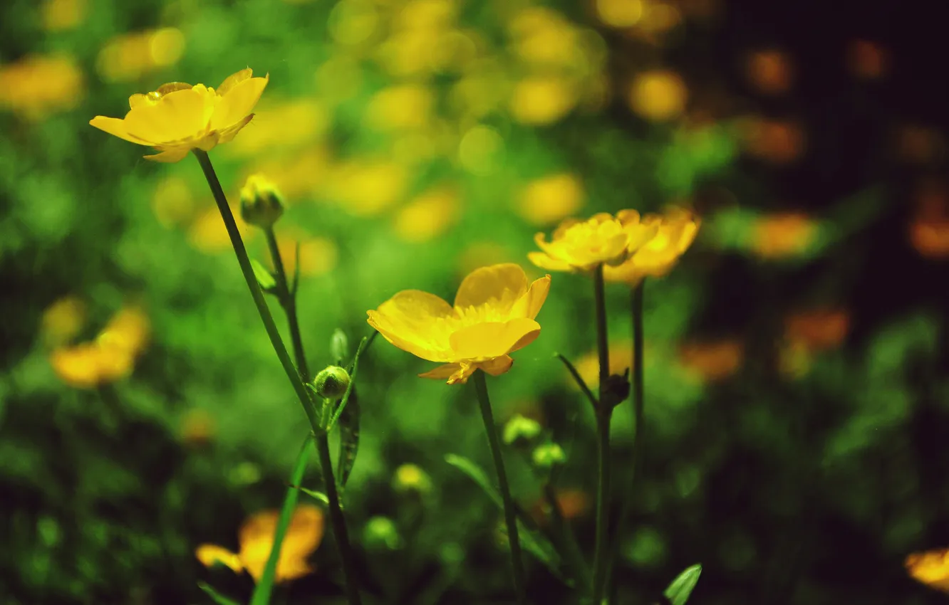 Photo wallpaper flowers, yellow, petals