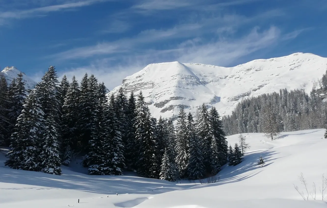 Photo wallpaper forest, snow, mountains, nature