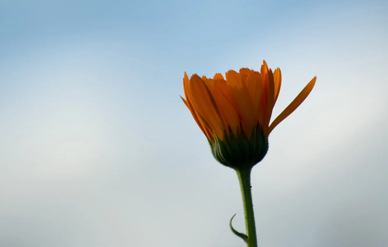 Photo wallpaper flower, the sky, macro, background, Bud, calendula