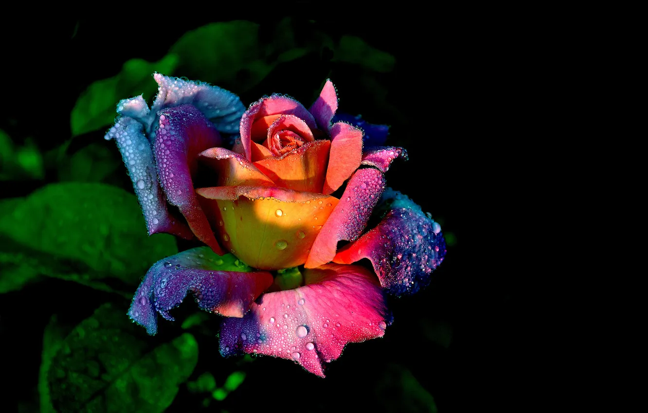 Photo wallpaper drops, Rosa, roses, petals
