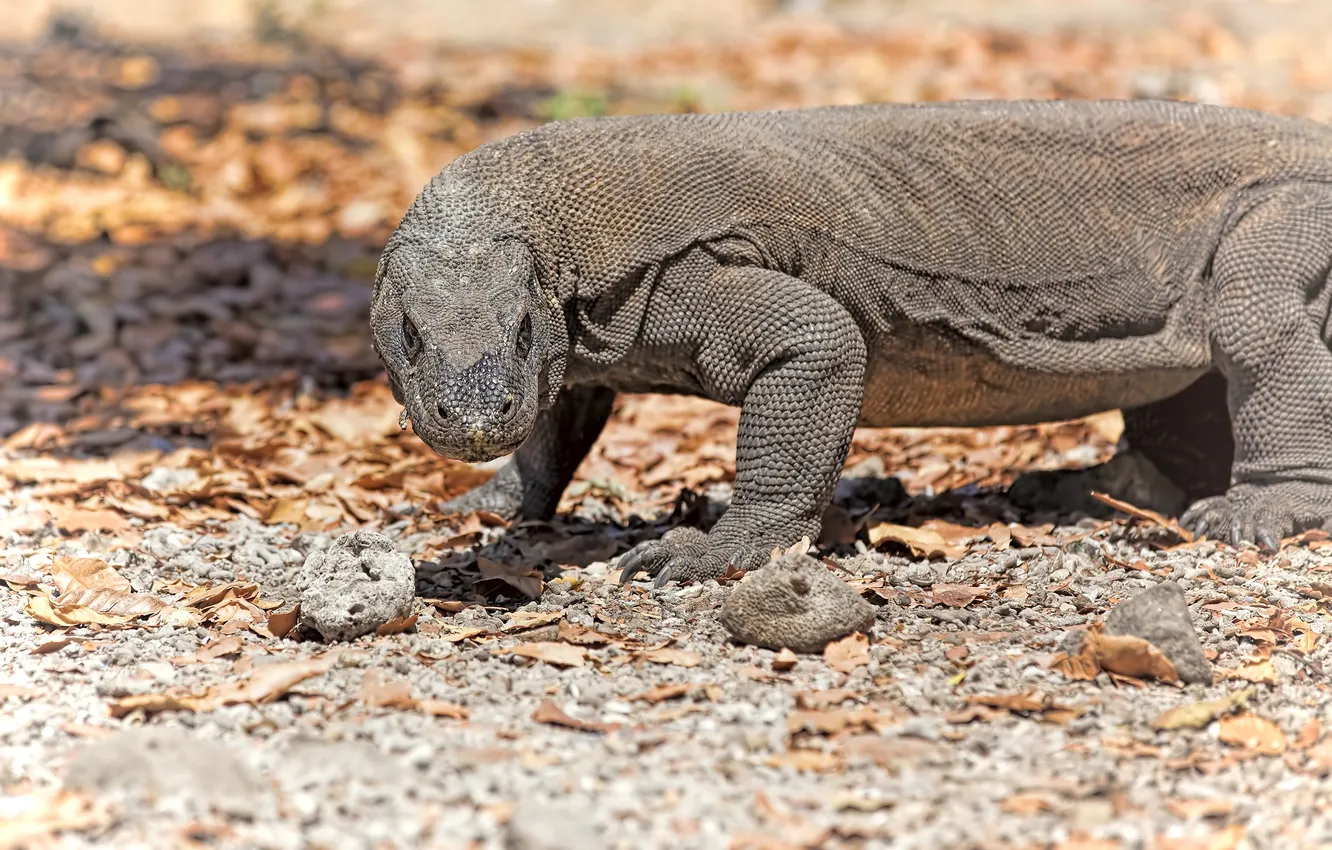 Photo wallpaper look, predator, reptile, Varan