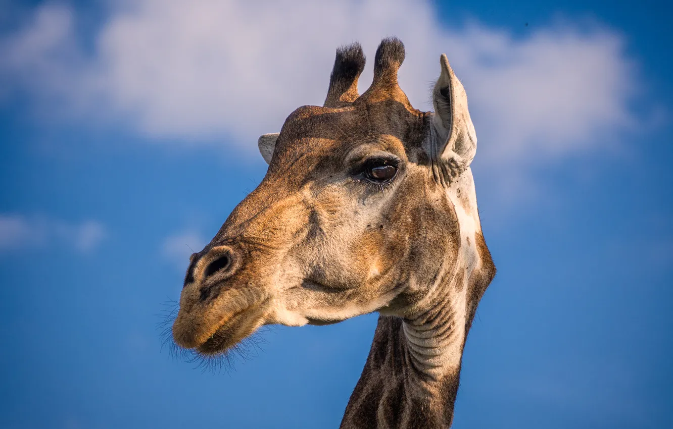 Photo wallpaper the sky, portrait, giraffe