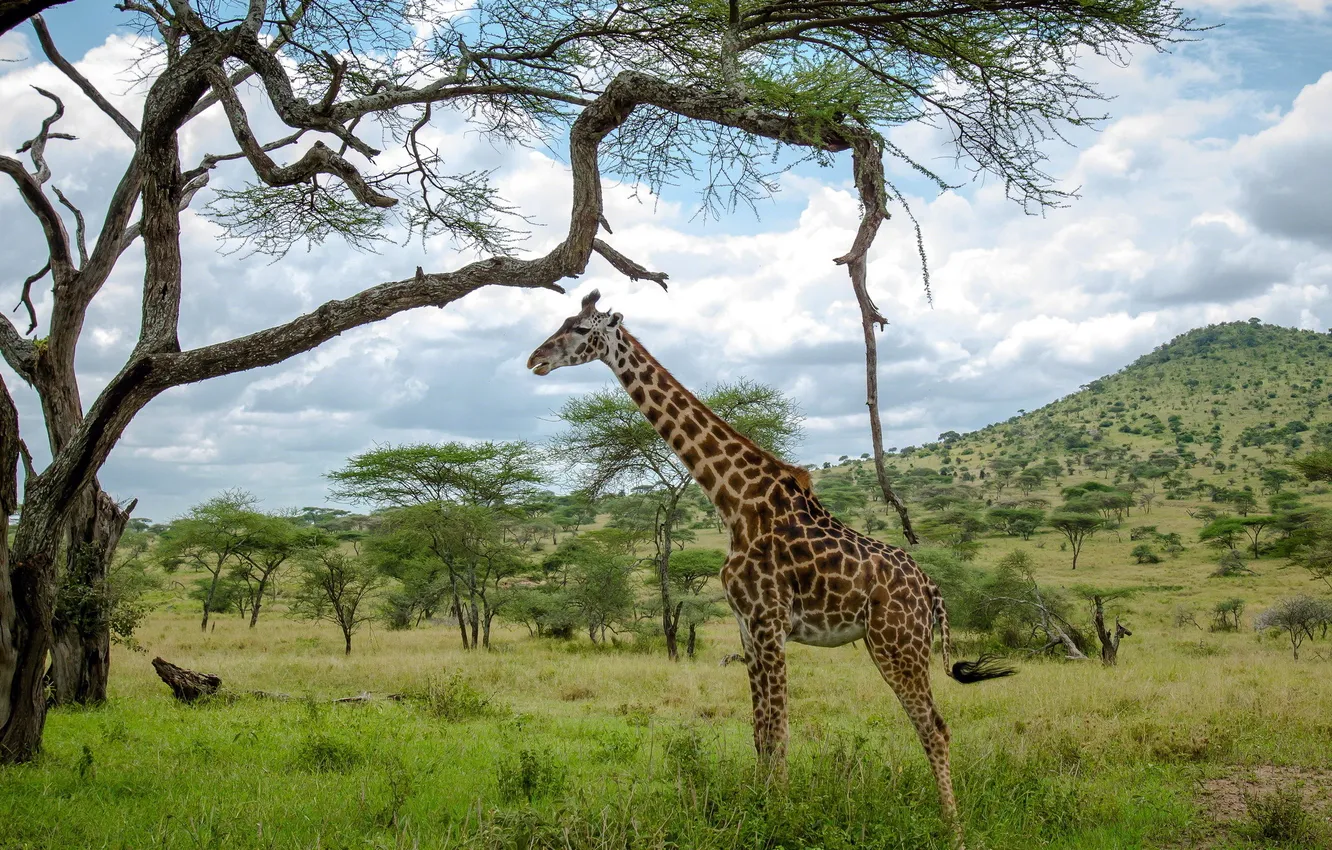 Photo wallpaper nature, Africa, giraffe