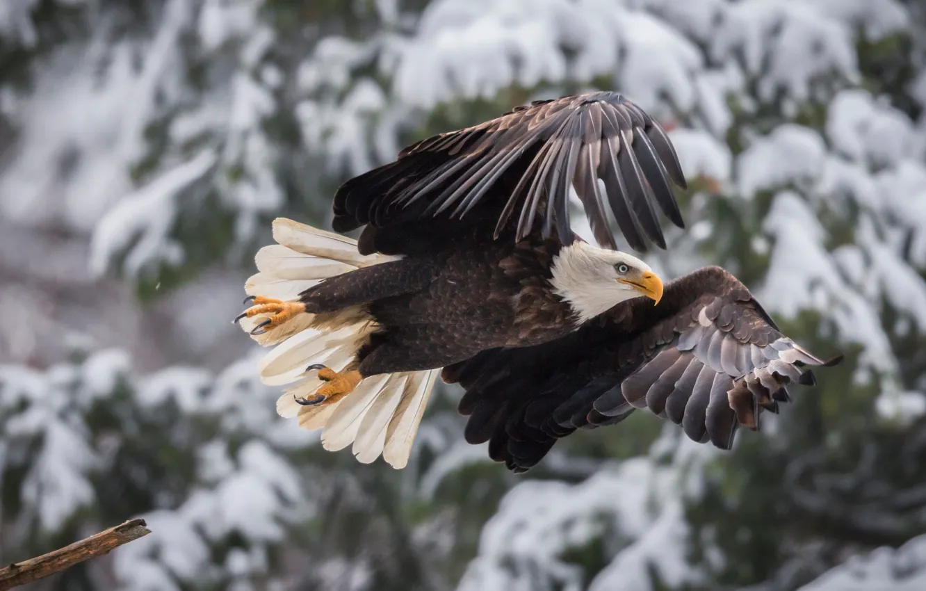 Photo wallpaper flight, bird, wings, bokeh, bald eagle