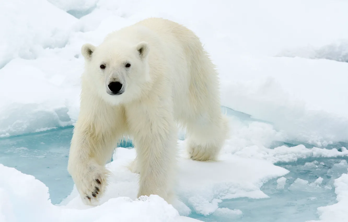 Photo wallpaper ice, winter, face, water, snow, nature, wool, polar bear
