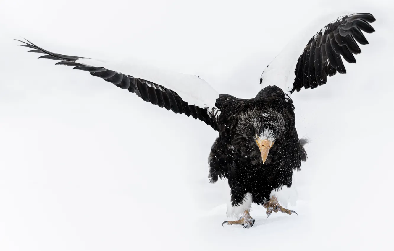 Photo wallpaper Eagle, Predator, snow, look