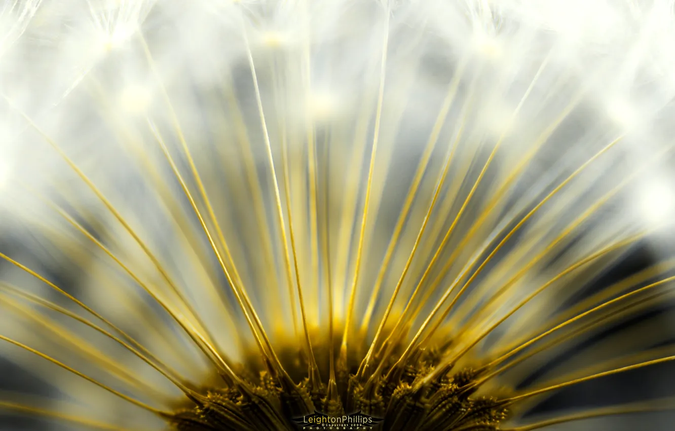 Photo wallpaper the sun, dandelion, Flufenamic