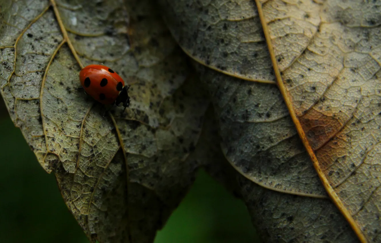 Photo wallpaper leaf, insect, ladybird