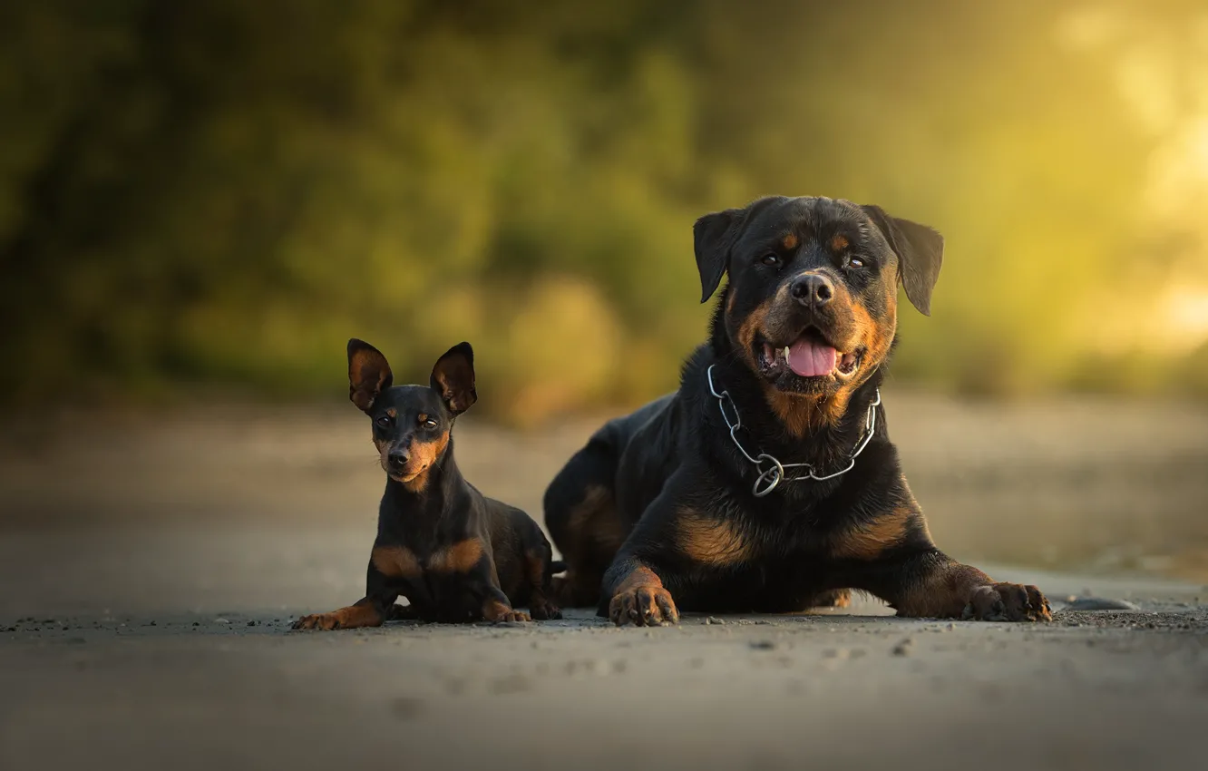 Photo wallpaper dog, pair, bokeh, two dogs, Rottweiler, Miniature Pinscher