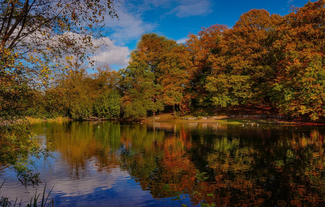 Photo wallpaper autumn, trees, lake, pond, reflection, England, Kent, England