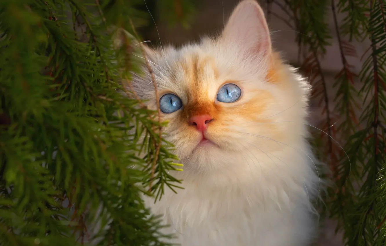 Photo wallpaper cat, needles, branches, portrait, muzzle, kitty, blue eyes, cat