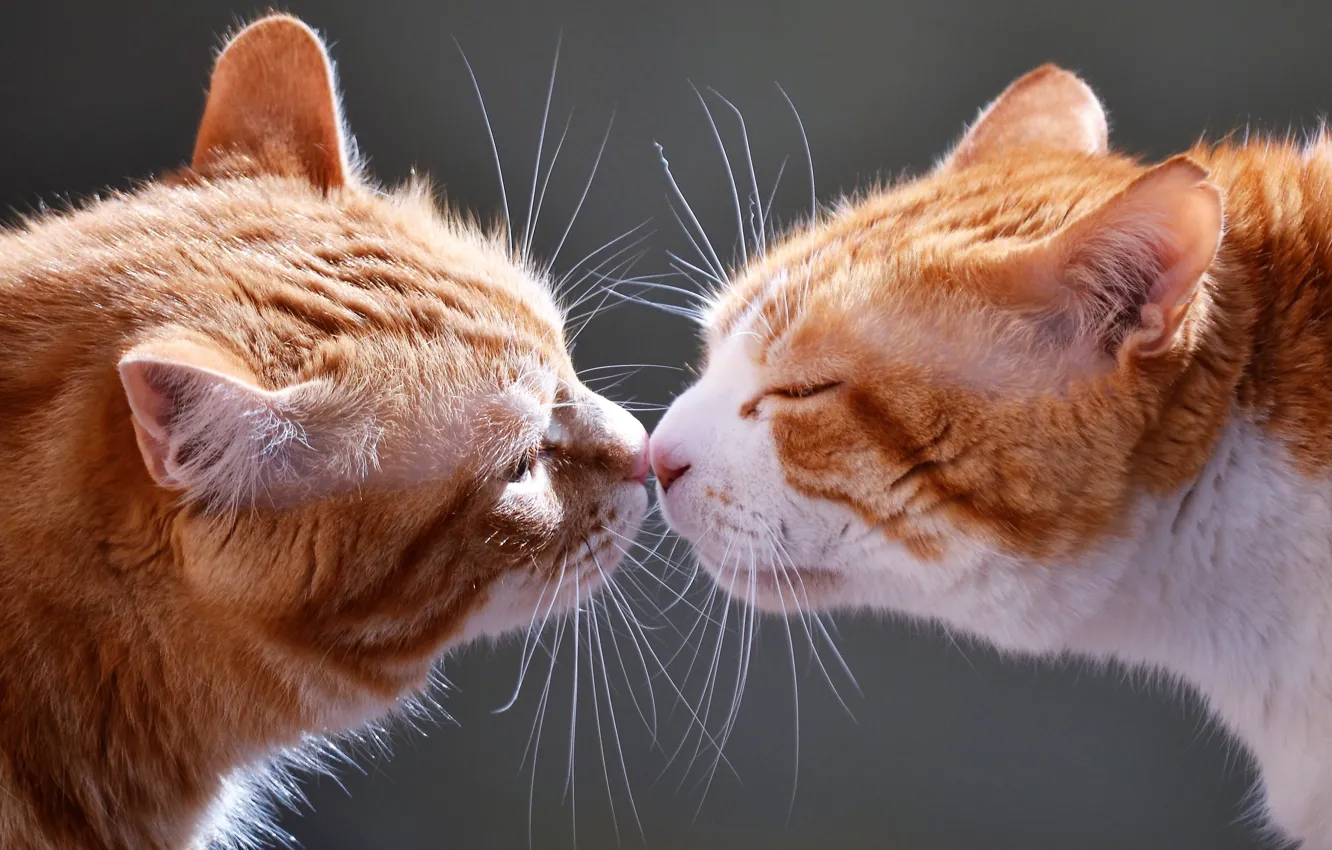 Photo wallpaper cat, cat, red, a couple, faces, familiarity