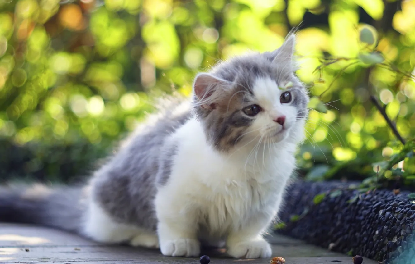 Photo wallpaper sweetheart, baby, kitty