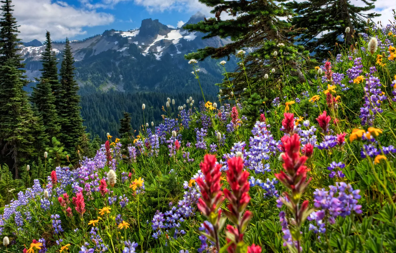 Photo wallpaper flowers, mountains, meadow, Mount Rainier National Park