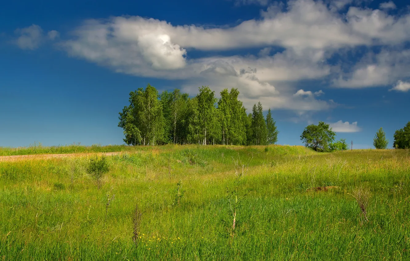 Photo wallpaper field, the sky, grass, clouds, blue, birch