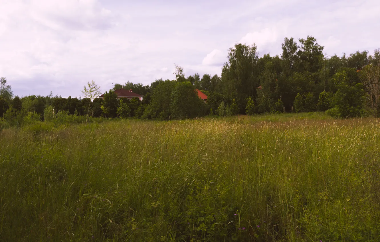 Photo wallpaper field, forest, summer, the sky, grass, clouds, trees, nature