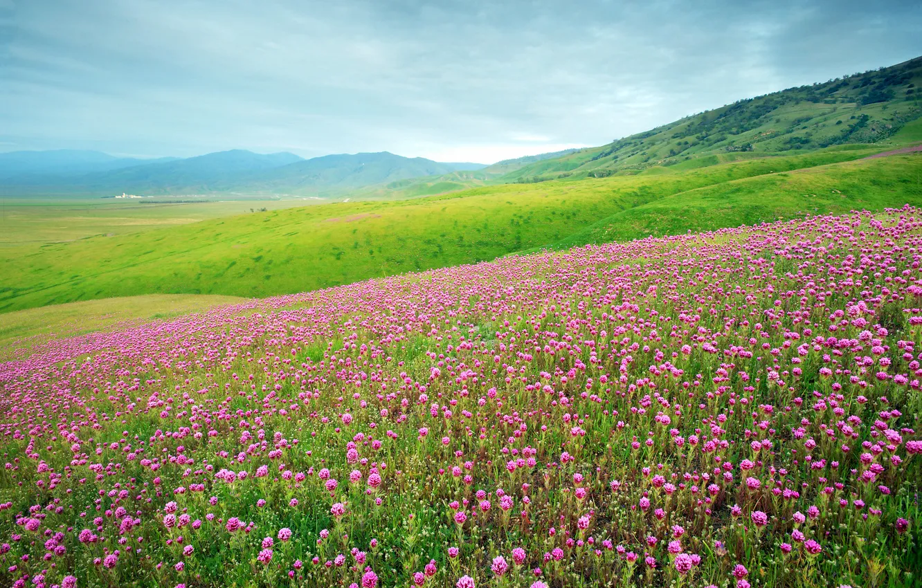Photo wallpaper field, summer, flowers, meadow, clover