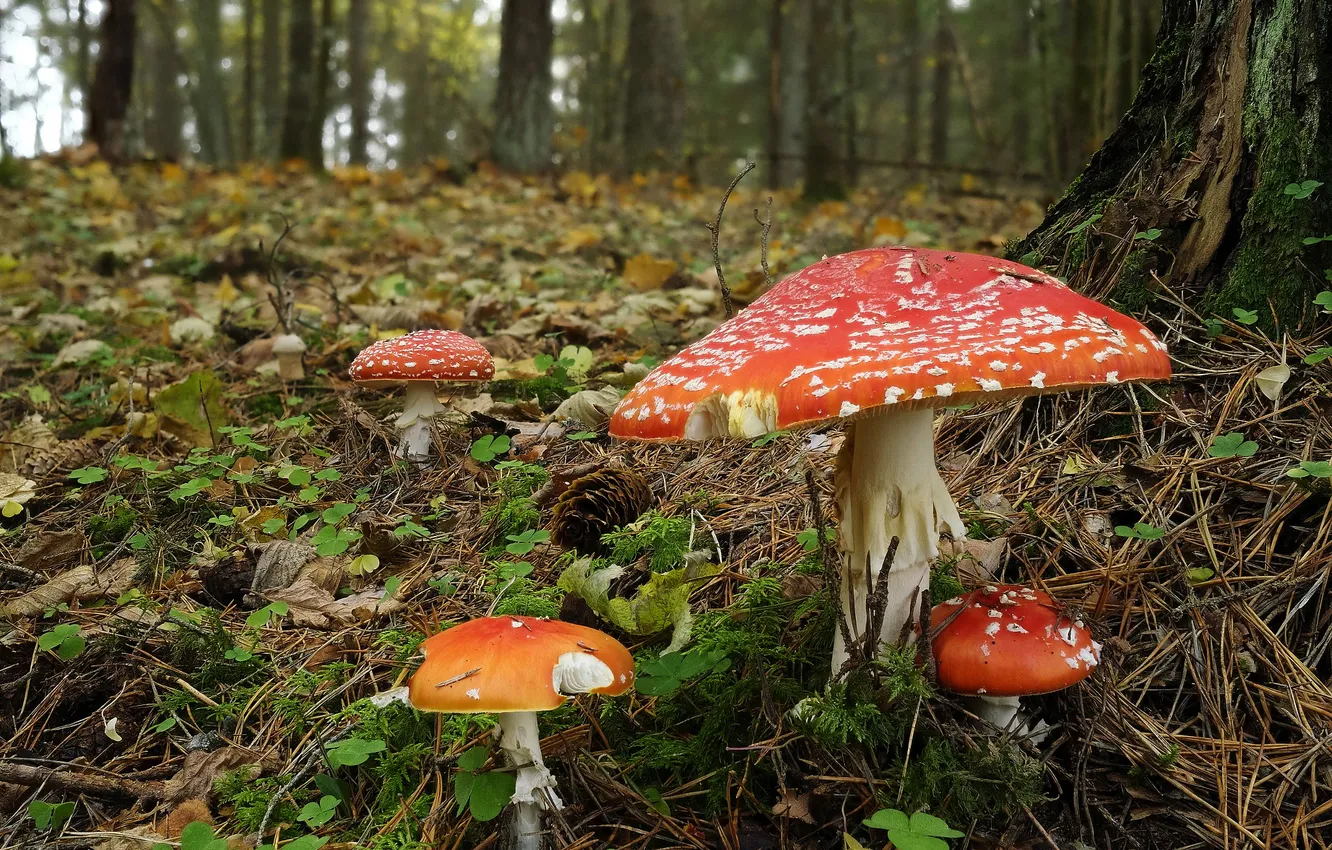 Photo wallpaper autumn, forest, leaves, trees, nature, glade, mushrooms, mushroom