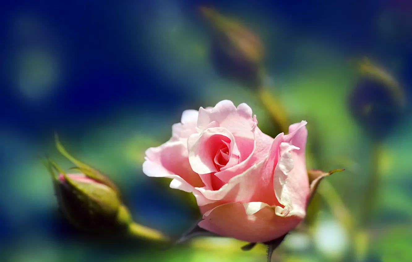 Photo wallpaper macro, nature, roses, petals, pink, buds