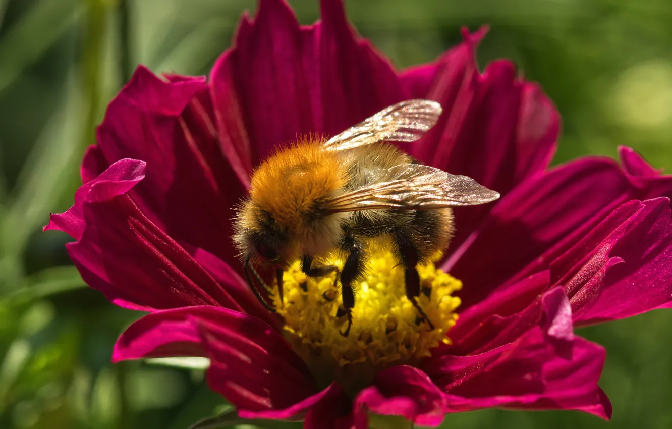 Photo wallpaper flower, summer, macro, bee