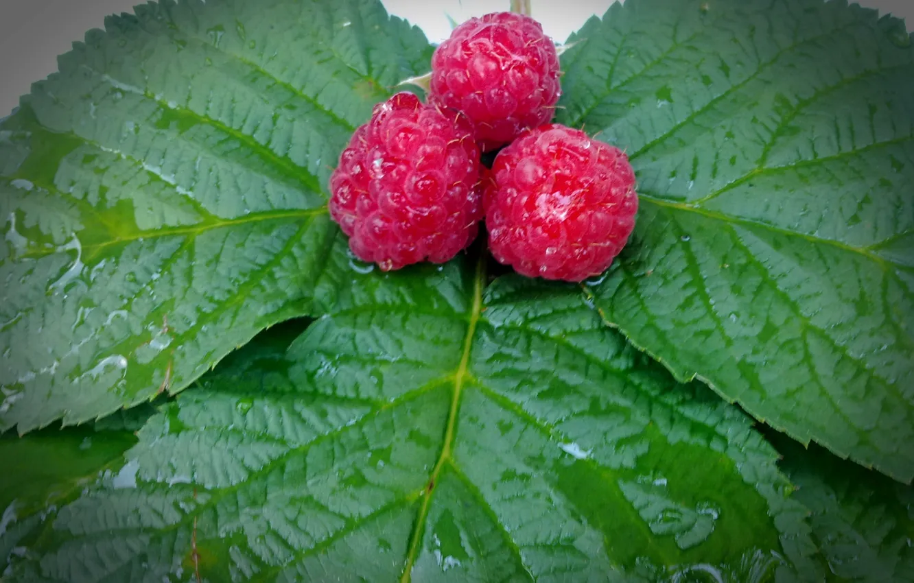 Photo wallpaper summer, leaves, water, drops, berries, raspberry, July