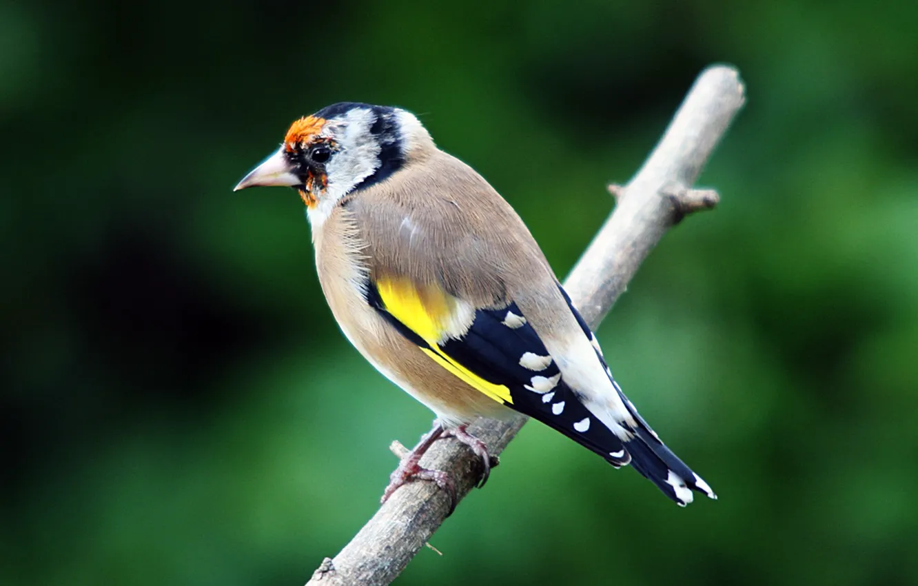 Photo wallpaper animals, birds, goldfinch