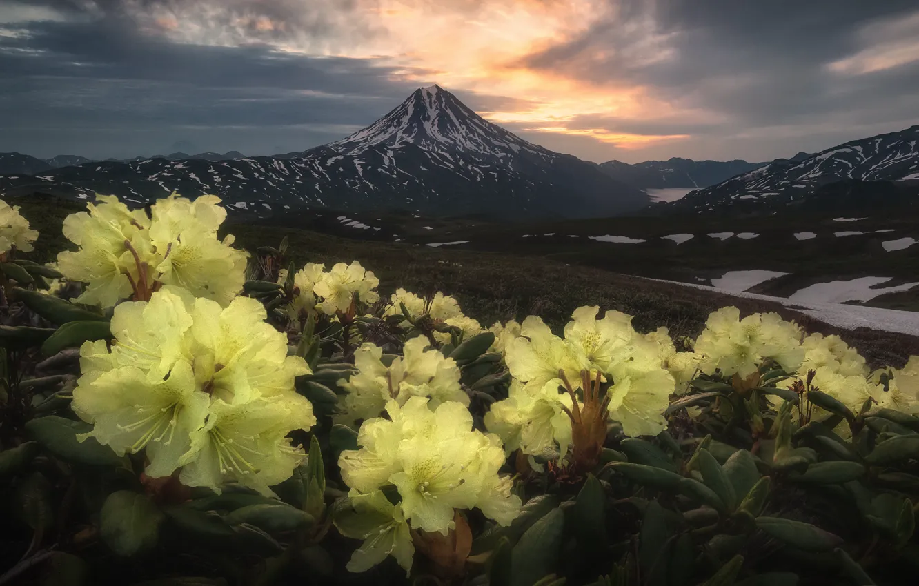 Photo wallpaper landscape, flowers, nature, dawn, morning, the volcano, Kamchatka, rhododendrons