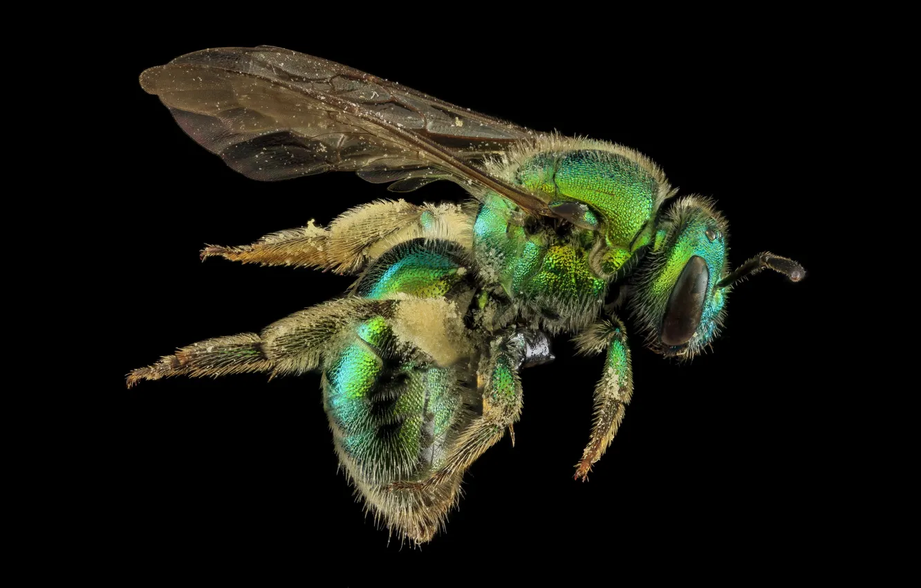 Photo wallpaper nature, bee, insect, augochloropsis metallica