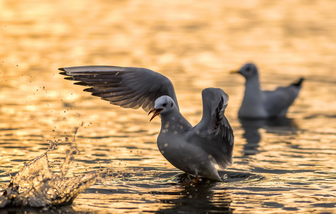 Photo wallpaper water, seagull, Angry Bird