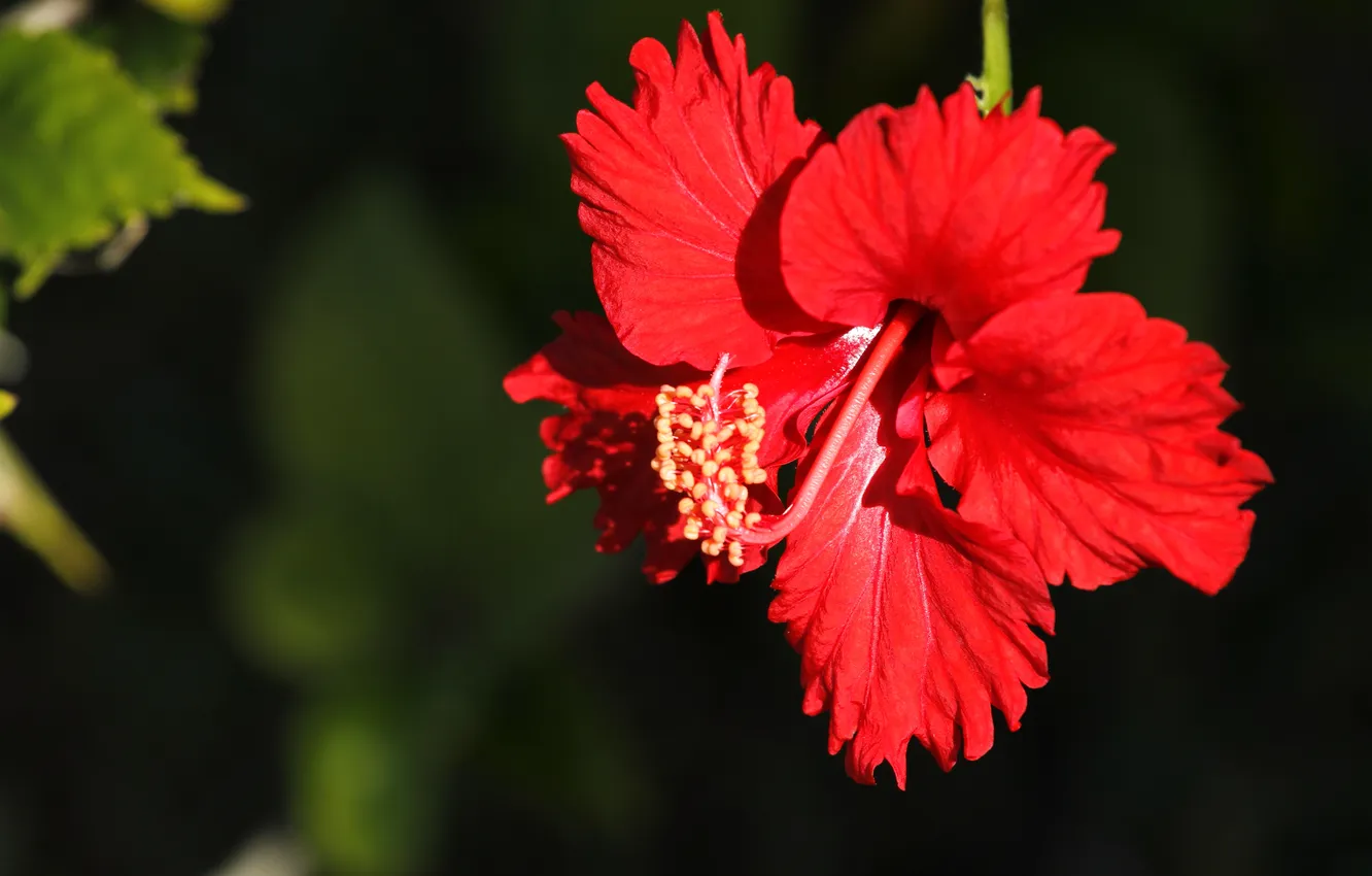 Photo wallpaper macro, red, petals, hibiscus