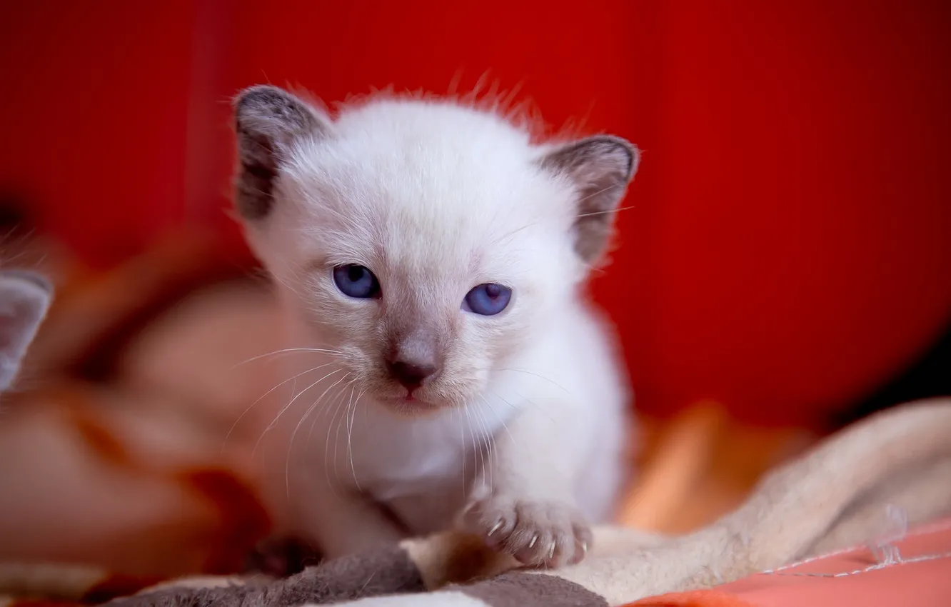 Photo wallpaper cat, look, home