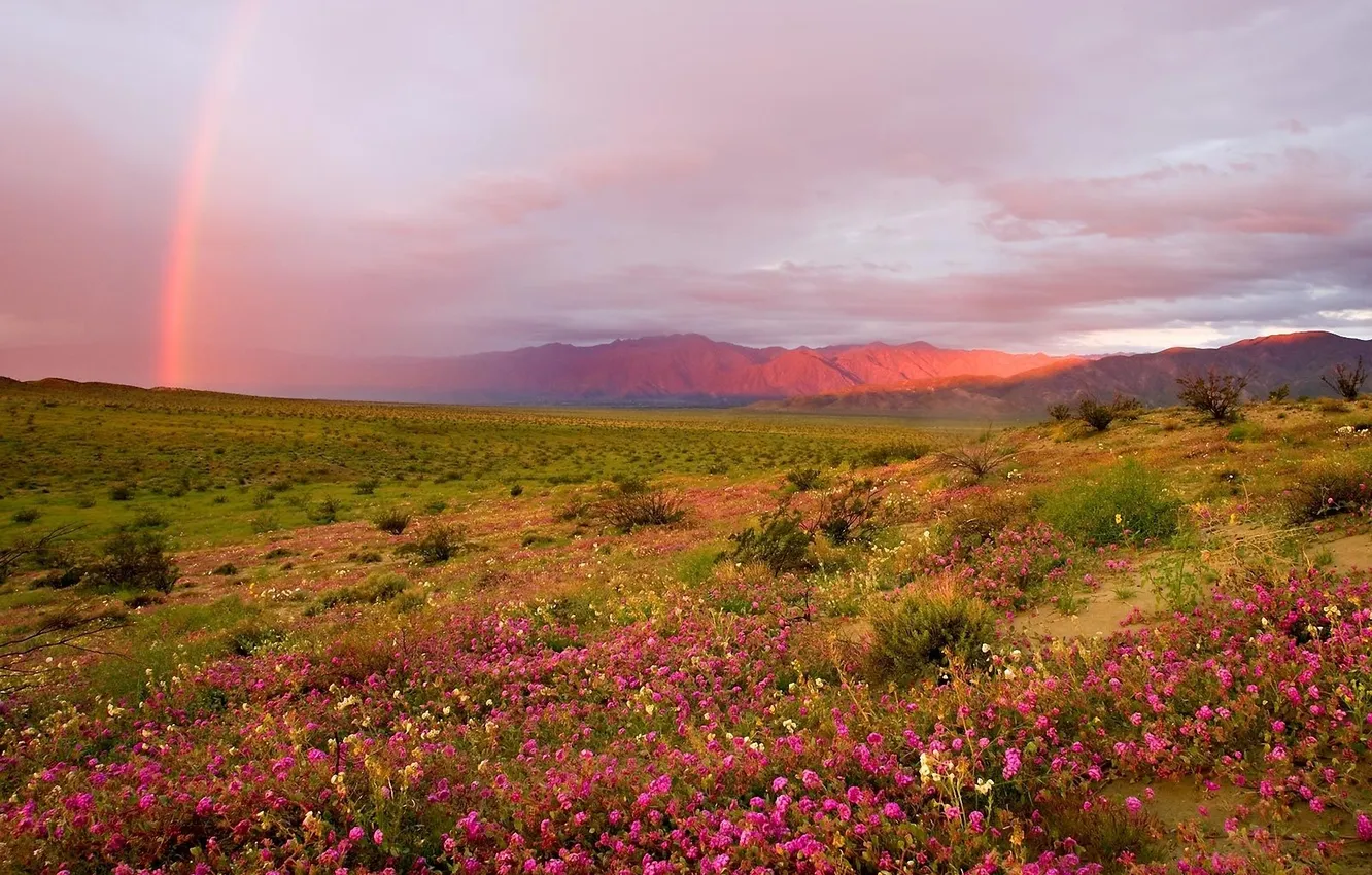 Photo wallpaper grass, sunset, flowers, hills, rainbow, meadow, the bushes